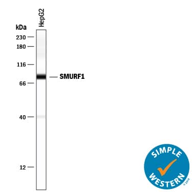 Detection of Human SMURF1 antibody by Simple WesternTM.