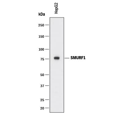 Detection of Human SMURF1 antibody by Western Blot.