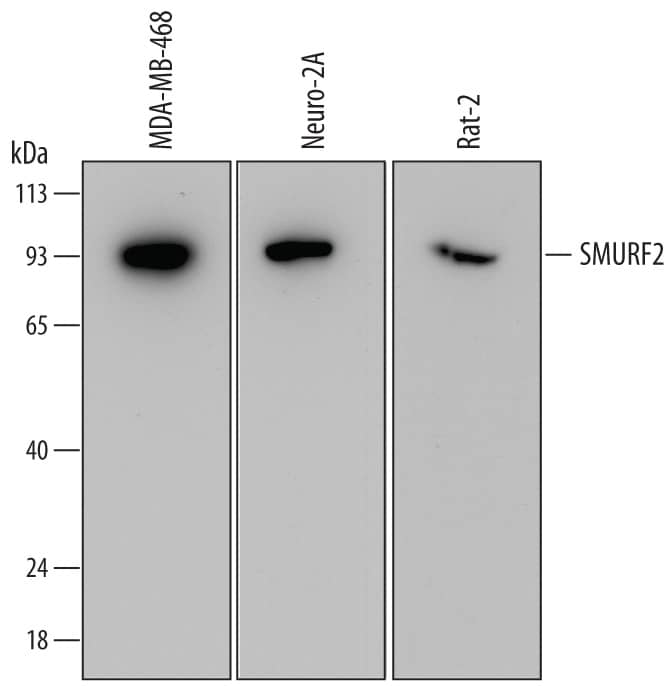 Detection of Human, Mouse, and Rat SMURF2 antibody by Western Blot.