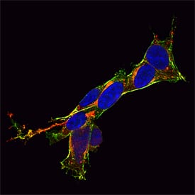 SNAP25 antibody in SH-SY5Y Human Cell Line by Immunocytochemistry (ICC).