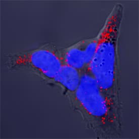 SNAP25 antibody in PC-12 Rat Adrenal Pheochromocytoma Cells by Immunocytochemistry (ICC).