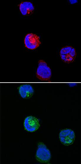 SNAP29 antibody in K562 Human Cell Line by Immunocytochemistry (ICC).