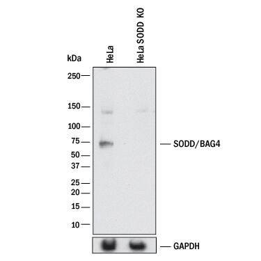 Western Blot Shows Human SODD/BAG4 Antibody Specificity by Using Knockout Cell Line.