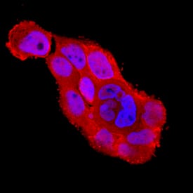 SODD/BAG4 antibody in A431 Human Cell Line by Immunocytochemistry (ICC).