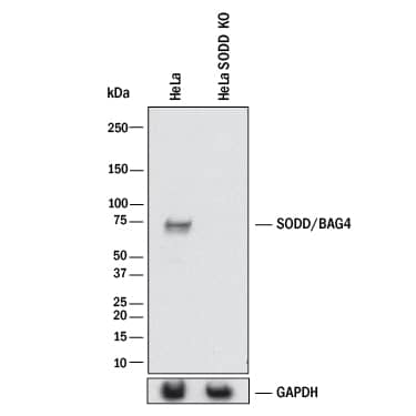 Western Blot Shows Human SODD/BAG4 Antibody Specificity by Using Knockout Cell Line.