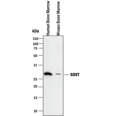 Detection of Human and Mouse SOST/Sclerostin antibody by Western Blot.