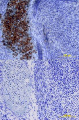 SOST/Sclerostin antibody in Mouse Embryo by Immunohistochemistry (IHC-Fr).