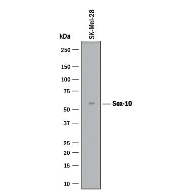 Detection of Human SOX10 antibody by Western Blot.