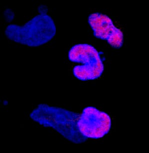 SOX10 antibody in BG01V Human Embryonic Stem Cells by Immunocytochemistry (ICC).