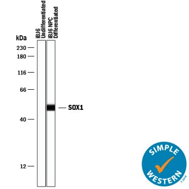 Detection of Human SOX1 antibody by Simple WesternTM.