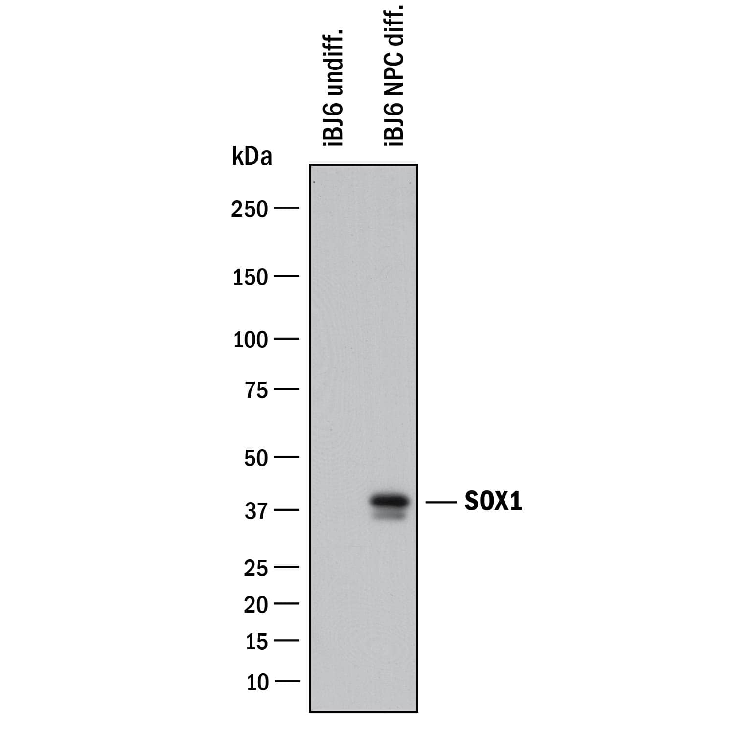 Detection of Human SOX1 antibody by Western Blot.