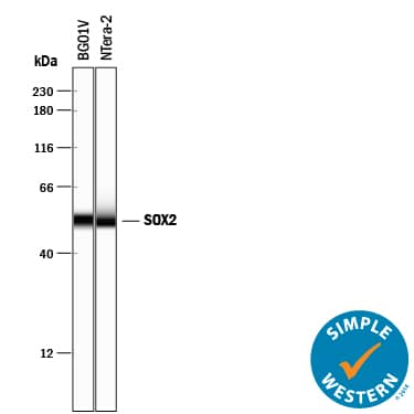 Detection of Human SOX2 antibody by Simple WesternTM.