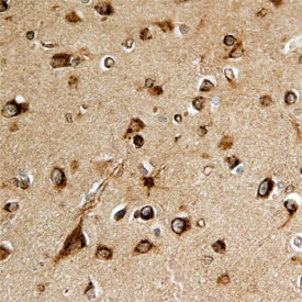 SPARC-like 1/SPARCL1 antibody in Human Brain by Immunohistochemistry (IHC-P).