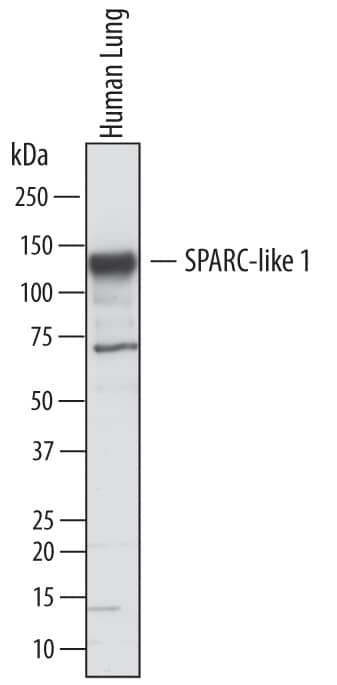 Detection of Human SPARC-like 1/SPARCL1 antibody by Western Blot.