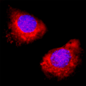SPARC antibody in C2C12 Mouse Cell Line by Immunocytochemistry (ICC).