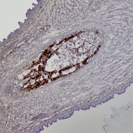 SPARC/Osteonectin antibody in Mouse Embryo by Immunohistochemistry (IHC-Fr).