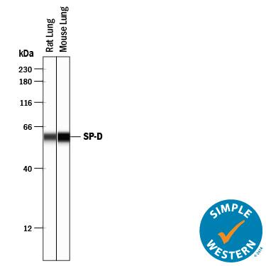 Detection of Rat and Mouse SP-D antibody by Simple WesternTM.