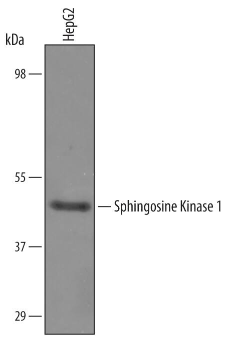 Detection of Human Sphingosine Kinase 1/SPHK1 antibody by Western Blot.