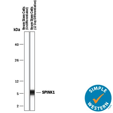 Detection of Human SPINK1 antibody by Simple WesternTM.