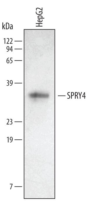 Detection of Human SPRY4 antibody by Western Blot.