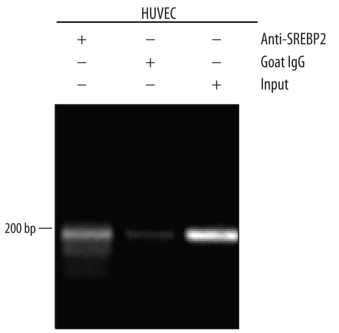 Detection of SREBP2-regulated Genes antibody by Chromatin Immunoprecipitation.