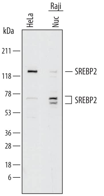 Detection of Human SREBP2 antibody by Western Blot.