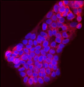 SREBP2 antibody in HepG2 Human Cell Line by Immunocytochemistry (ICC).