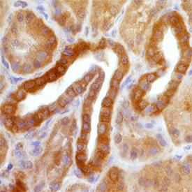 SREBP2 antibody in Human Kidney by Immunohistochemistry (IHC-P).