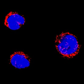 SSBP1 antibody in HL-60 Human Cell Line by Immunocytochemistry (ICC).