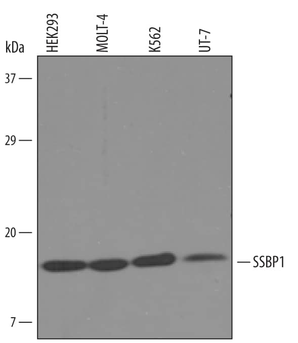 Detection of Human SSBP1 antibody by Western Blot.