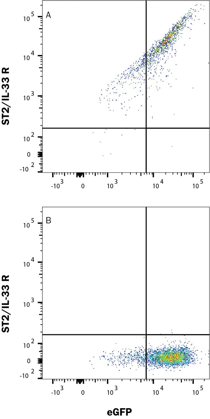 Detection of ST2/IL-33 R antibody in HEK293 Human Cell Line Transfected with Human ST2/IL-33 R and eGFP antibody by Flow Cytometry.