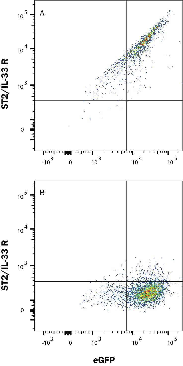 Detection of ST2/IL-33 R antibody in HEK293 Human Cell Line Transfected with Human ST2/IL-33 R and eGFP antibody by Flow Cytometry.