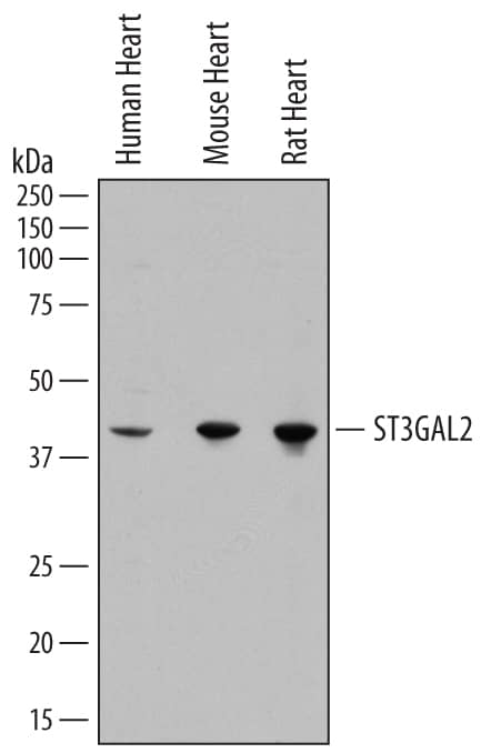 Detection of Human, Mouse, and Rat ST3  beta-Gal a-2,3-Sialyltransferase 2/ST3GAL2 antibody by Western Blot.