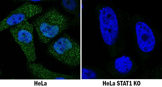 STAT1 Antibody Specificity is Shown by Immunocytochemistry antibody in Knockout Cell Line.