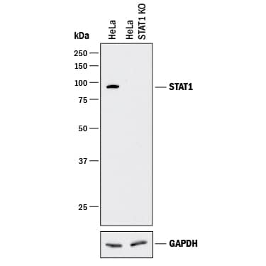 Western Blot Shows Human STAT1 Antibody Specificity by Using Knockout Cell Line.