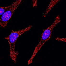 STAT1 antibody in HeLa Human Cell Line by Immunocytochemistry (ICC).