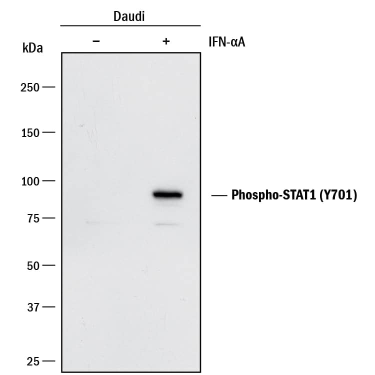 Detection of Human Phospho-STAT1 (Y701) antibody by Western Blot.