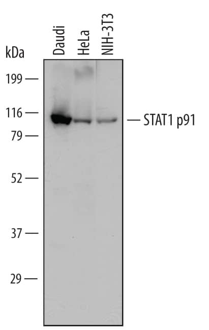 Detection of Human and Mouse STAT1 p91 antibody by Western Blot.