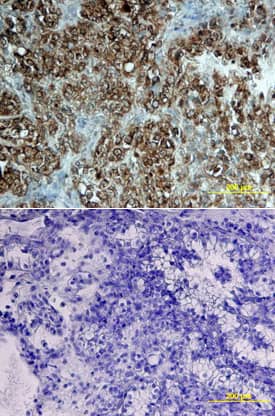 STAT2 antibody in Human Kidney by Immunohistochemistry (IHC-P).