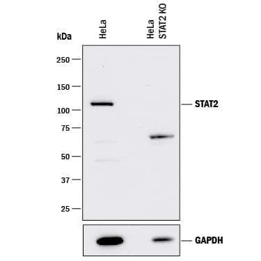 Western Blot Shows Human STAT2 Specificity by Using Knockout Cell Line.