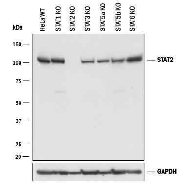 Western Blot Shows Human STAT2 Antibody Specificity by Using Knockout Cell Line.