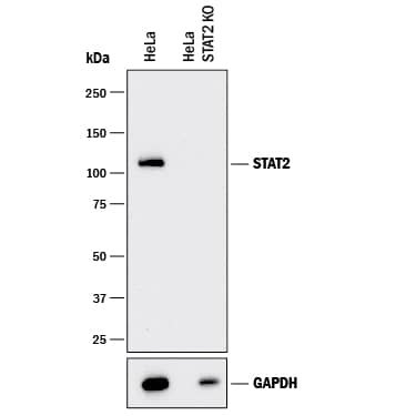 Western Blot Shows Human STAT2 Specificity by Using Knockout Cell Line.