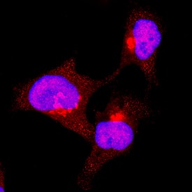 STAT3 antibody in HeLa Human Cell Line by Immunocytochemistry (ICC).