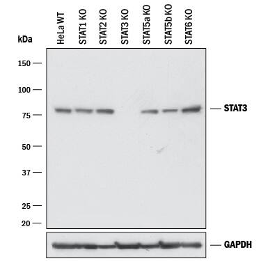 Western Blot Shows Human STAT3 Antibody Specificity by Using Knockout Cell Line.
