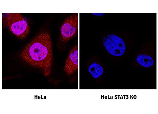 STAT3 Antibody Specificity is Shown by Immunocytochemistry antibody in Knockout Cell Line.