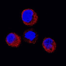 STAT5a antibody in K562 Human Cell Line by Immunocytochemistry (ICC).