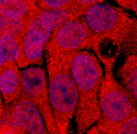 STAT5b antibody in HepG2 Human Cell Line by Immunocytochemistry (ICC).