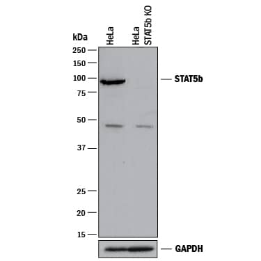 Western Blot Shows Human STAT5b Antibody Specificity by Using Knockout Cell Line.