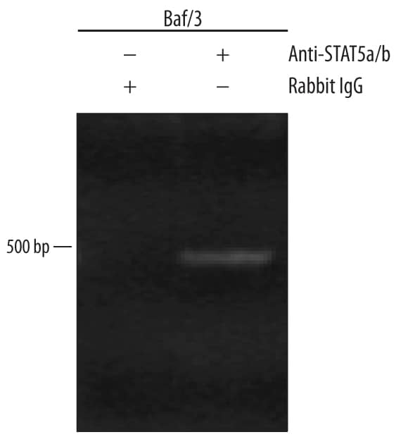 Detection of STAT5a/b-regulated Genes antibody by Chromatin Immunoprecipitation.