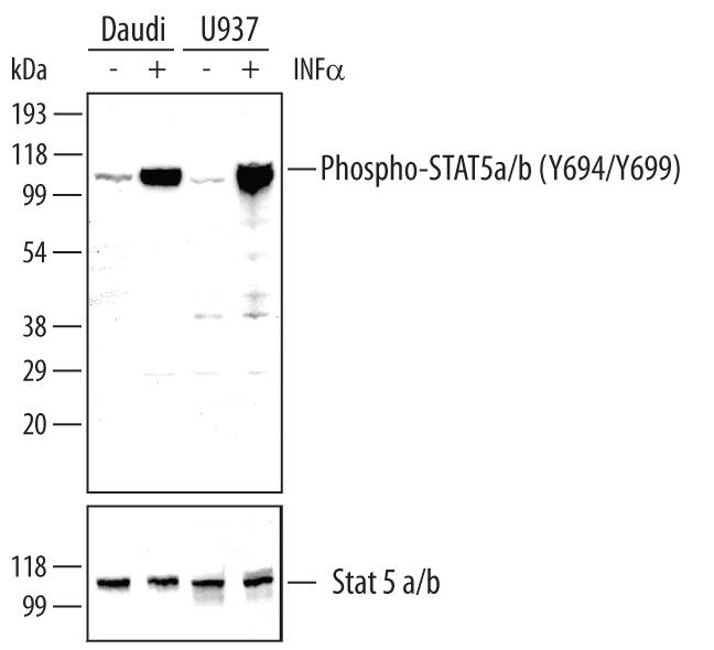 Detection of Human Phospho-STAT5a/b (Y694/Y699) antibody by Western Blot.